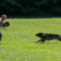 comp_IMGP0981