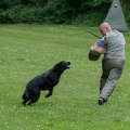 comp_IMGP1052