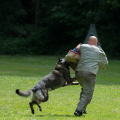 comp_IMGP1132