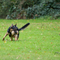 comp_IMGP3344