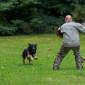 comp_IMGP3727